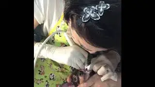 Ультразвуковая чистка зубов собакам, без наркоза