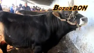 DIQQAT! MOL BOZOR NARXLARI ARZONLADIMI ? | ANDIJON, ASAKA - PAYSHANBA BOZORI