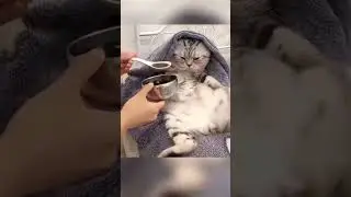 The cat 🐱 takes the medicine 🐱🤪 