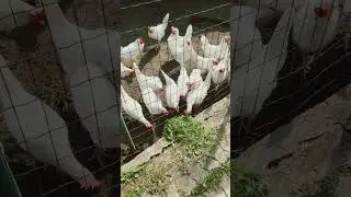 Покормил курочек 🔥🔥🔥 #курицы #ферма #farming #юмор #shorts