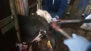Обезроживание щипцами.