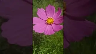 Kodaikanal trip #vlog