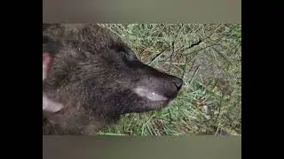 Охота на медведя на овсах , горячее копчение бобра.