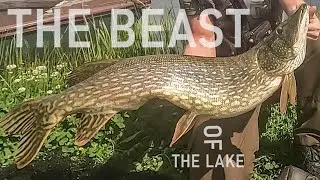 The Beast Of the Lake - Gigantic Pike in Hungary