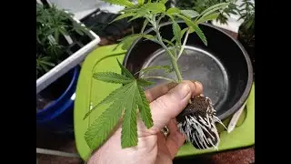Rooted Clones Into Nursery Pots: Mambas, Black Viper, Amazon Double Stuff, Hindu Kush & Master Kush