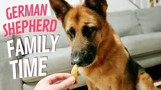 German shepherd and family time eating chips