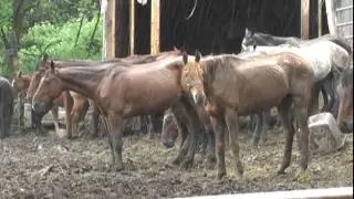 A Horse's Nightmare