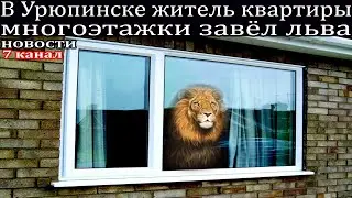 В Урюпинске житель квартиры многоэтажки завёл льва.