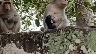 Monkey Viola trying to have new baby