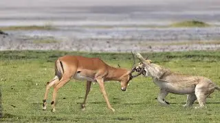 How Lion Attack Impala In The Wild