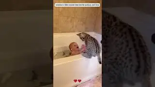 A family adopted a baby bobcat that was abandoned by its mother. 