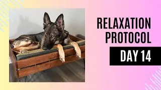 Relaxation Protocol Day 14: Perfecting Calm Behavior