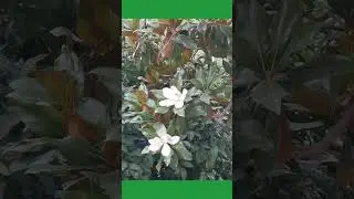Fiori di magnolia profumatissimi #fiori #garden