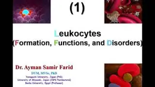 Leukocytes lecture. Dr. Ayman Samir (Part 1)