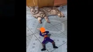 Cute and Funny Kitten