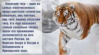 «Тропою амурского тигра».  Виртуальная выставка. Библиотека №5