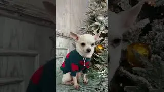 З Різдвом Україно💙💛