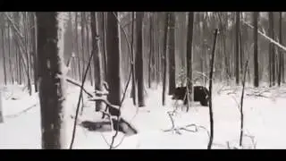 Охотничьи байки | Истории из леса | Подборка №1