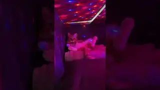 Cat Disco||Funny Cat #Shorts  #CutePaws #PetsLand