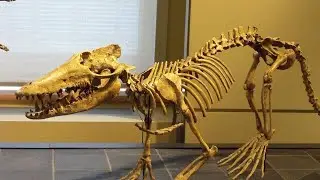🐋 How have whales evolved? What fossil whales are known?