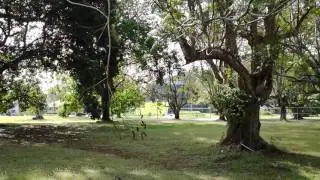 Paseo por Gamboa