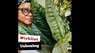 Wishlist Unboxing -  Superbum Anthurium I Gabriella Plants