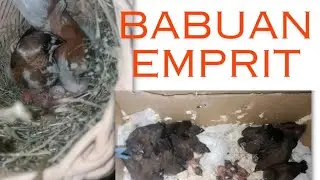 part 1 🐦 ( indukan emprit jepang merawat anakan emprit jawa )