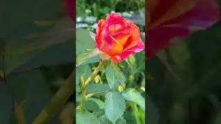 Розы на  моей грядке