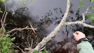 Снимаю с дерева блесну Смит пюре.