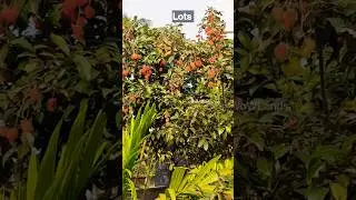 Its Rambutan Time ! Name this fruit in your location #rambutan #fruit #garden #shorts