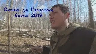Ловля птиц Охота за Голосами - Новый сезон Весновка 2019