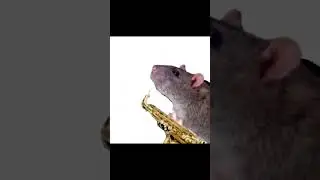 Rat