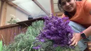 Easy DIY Lavender Water | Refreshing & Natural Recipe!
