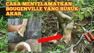 CARA MENYELAMATKAN BONSAI BOUGENVILLE YANG BUSUK AKAR