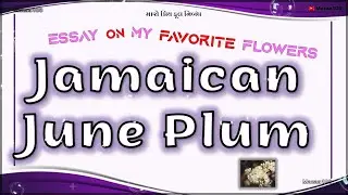Jamaican June Plum Flower | Essay On Jamaican June Plum Flower | Favorite Flower Jamaican June Plum