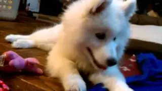 Lexi the Samoyed playing