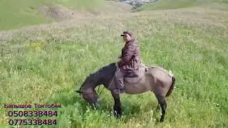 Аэросёмка жайлоо мойнок
