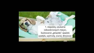 ile trwa ciąża u psa i jak ją rozpoznać ? 🤔🐕
