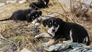 Шесть минут из жизни волонтёра | Анна Величкина • Анастасия Власова
