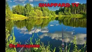 Русская рыбалка 4 🐬 Янтарские карпы🎣РОЗЫГРЫШИ НАЖИВОК И БЛЕСЕН👀