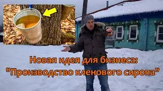 СУПЕР идея для бизнеса - производство КЛЕНОВОГО СИРОПА! Рассказываю как заготавливать