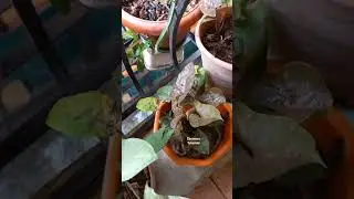 Heavy rain 🌧 and flowers 💐 #shorts #youtubeshorts #ebenezertutorials