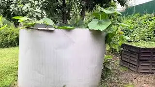 Я-Тыква, где хочу, там и расту! Хочу-в цирке!