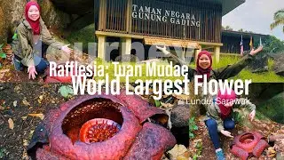 Rafflesia: Tuan Mudae at Mount Gading National Park