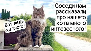 The Secret Life of Archie the Cat. Talking to the neighbors, well, the cat!