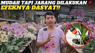 Penting Banget‼️ PENYIRAMAN DAN PENEMPATAN ANGGREK BULAN YANG TEPAT DAN BIKIN CEPAT BERBUNGA😇😇