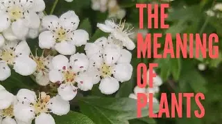 Hawthorn - The Meaning of Plants