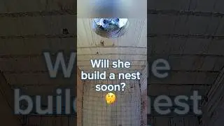 That face though 😂 #bluebirds #birds #nest #birdslover #animallover #nature #birdbox #birdboxcamera