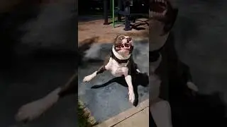 Амстафф Локи 3 года | Ночная Бабочка | Стаффорд | Amstaff Loki