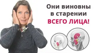 Они виновны в старении всех зон лица. Жевательные мышцы.